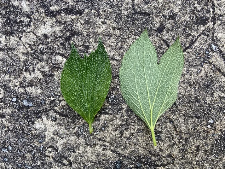 Boehmeria biloba leaf front and back