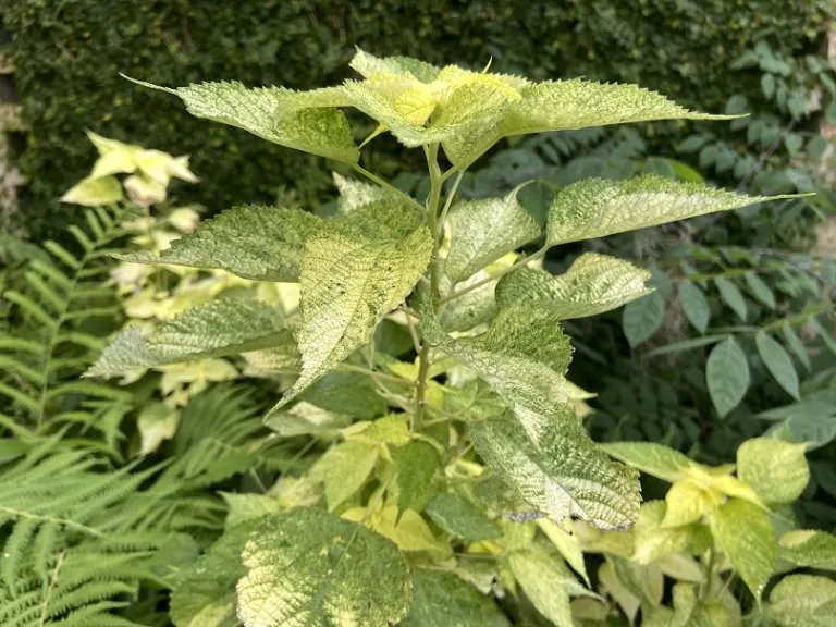 Boehmeria nipononivea 'Kogane Mushi' leaves and stem