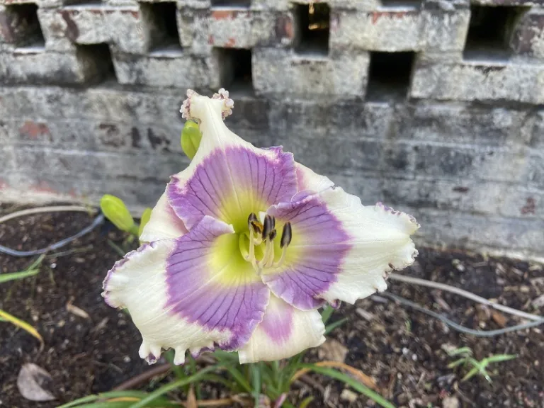 Hemerocallis 'Border Dispute' flower
