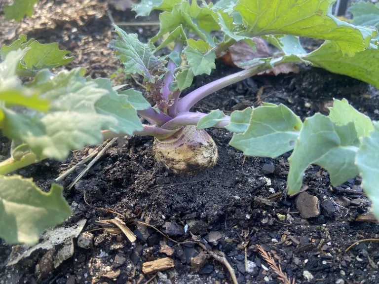 Brassica × napus rapa root
