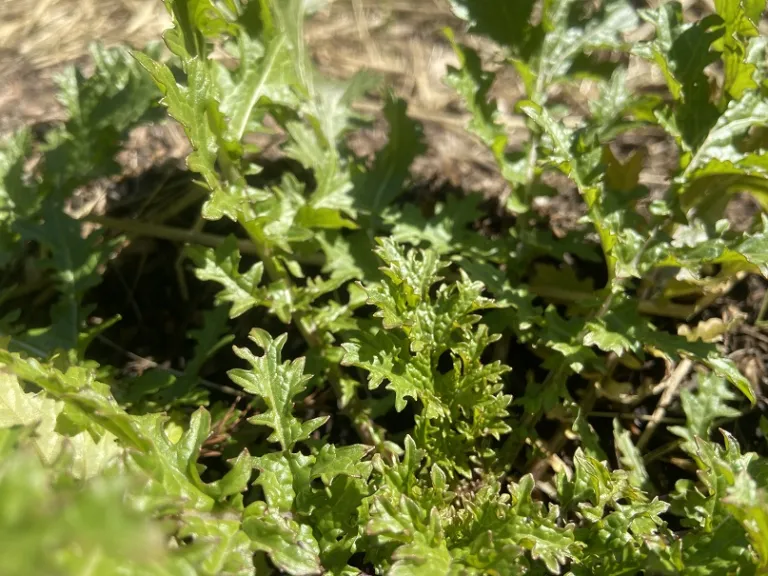 Brassica juncea 'Old Fashioned Ragged Edge' foliage detail