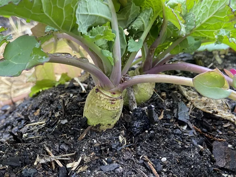 Brassica napus [Napobrassica Group] 'Nadmorska'