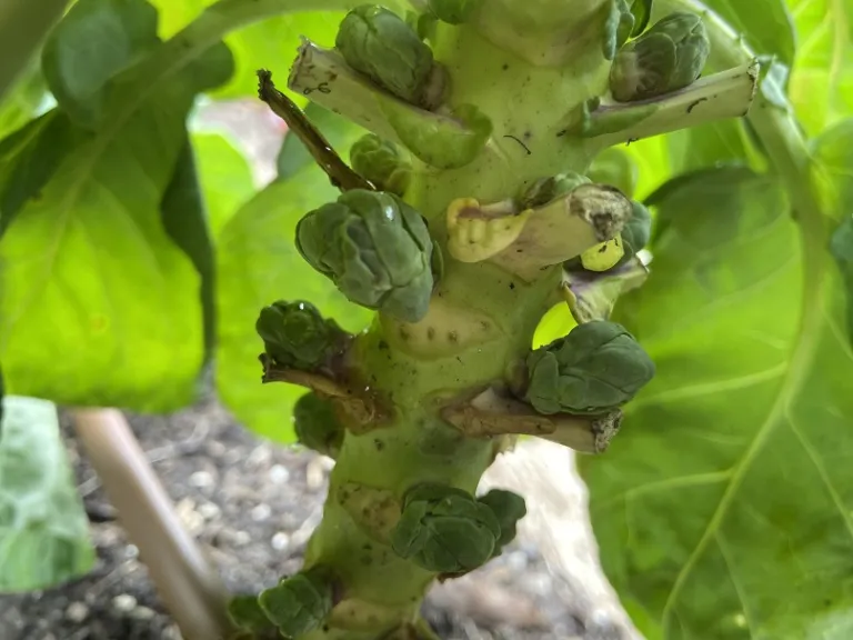 Brassica oleracea 'Catskill' ( Long Island Improved) (Gemmifera Group) developing heads