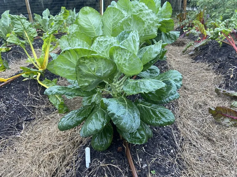 Brassica oleracea 'Catskill' ( Long Island Improved) (Gemmifera Group) habit
