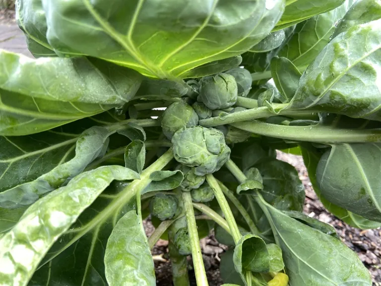 Brassica oleracea 'Hestia' (Gemmifera Group) sprouts
