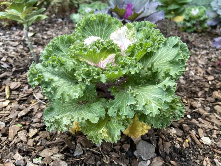 Brassica oleracea 'Nagoya Rose' (Ornamental Cabbage And Kale Group) habit
