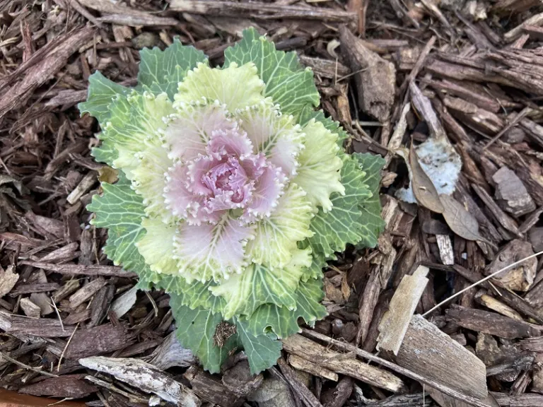 Brassica oleracea 'Osaka iQ Pink Bicolor' (Ornamental Cabbage And Kale Group) foliage