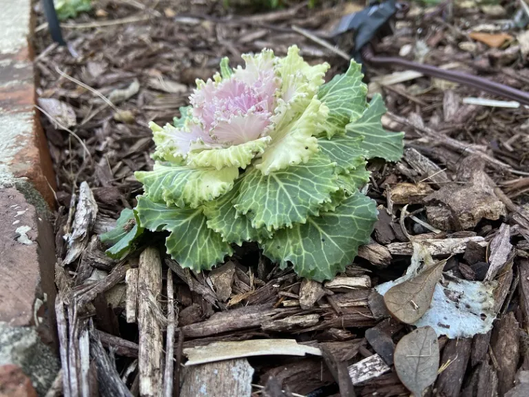 Brassica oleracea [Ornamental Cabbage And Kale Group] 'Osaka iQ Pink Bicolor' habit