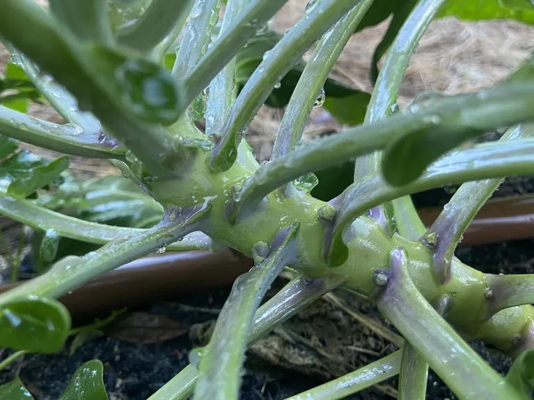 Brassica oleracea 'Roodnerf' (Gemmifera Group) buds