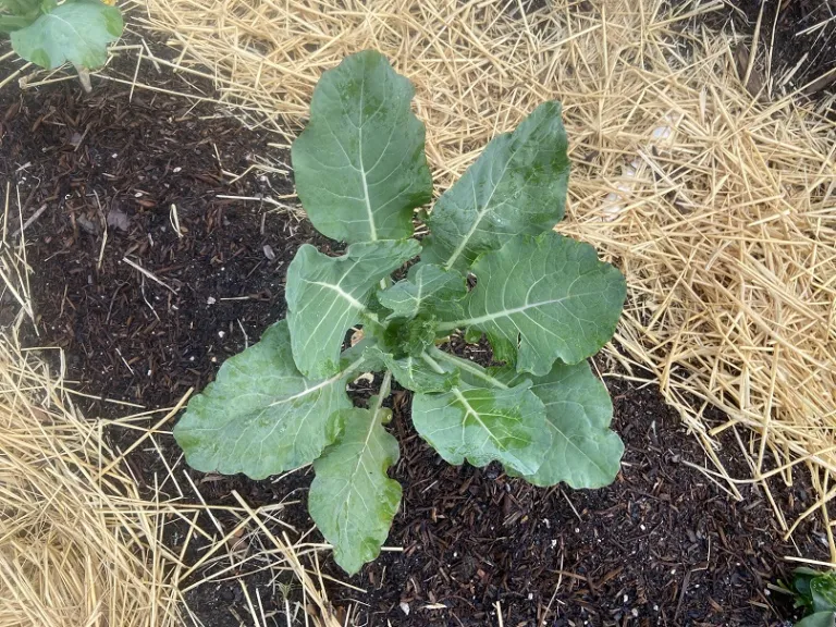 Brassica oleracea [Botrytis Group] 'Veronica' foliage