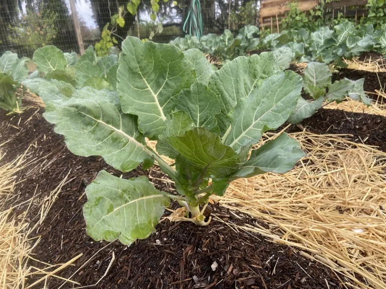 Brassica oleracea [Botrytis Group] 'Veronica' habit