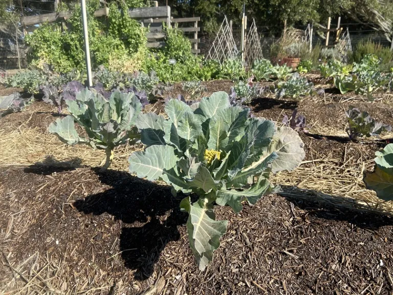 Brassica oleracea [Botrytis Group] 'Veronica' habit