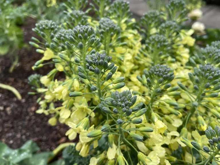 Brassica oleracea 'Waltham 29' (Italica Group) flower buds