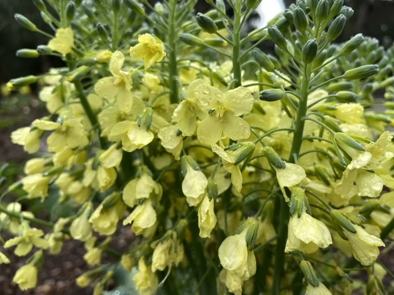 Brassica oleracea 'Waltham 29' (Italica Group) flowers