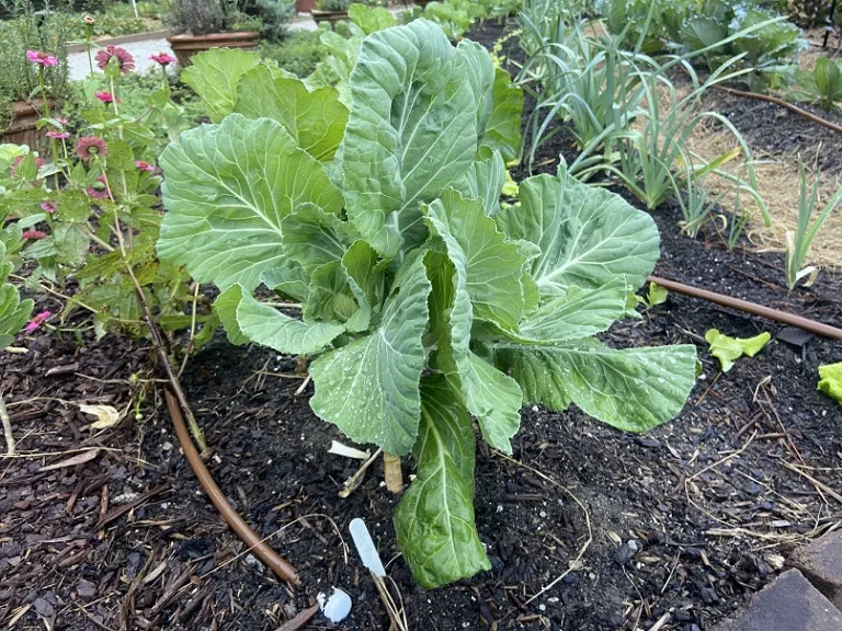 Brassica oleracea 'White Mountain Cabbage' (Acephala Group) habit