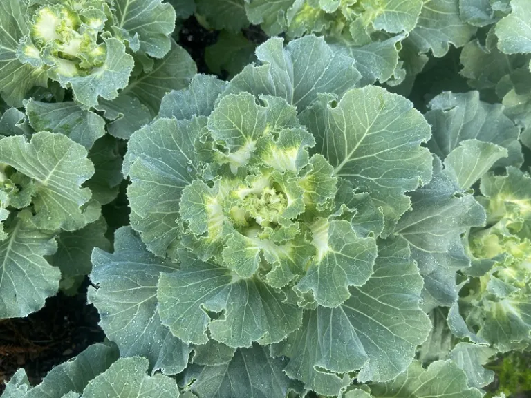 Brassica oleracea [Ornamental Cabbage And Kale Group] (Crane™ Ruffle White) foliage