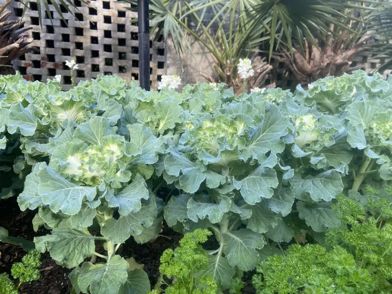 Brassica oleracea [Ornamental Cabbage And Kale Group] (Crane™ Ruffle White) habit
