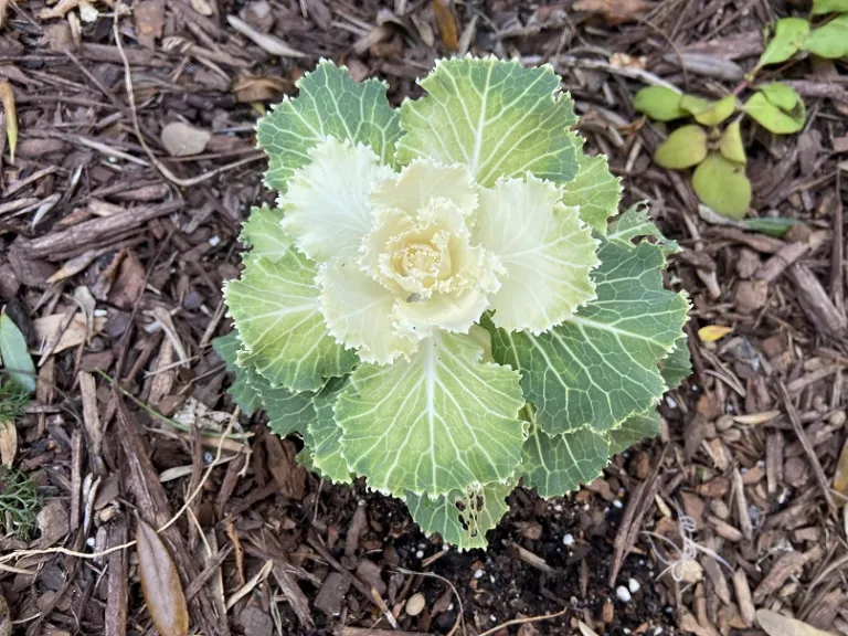 Brassica oleracea [Ornamental Cabbage And Kale Group] (Song Bird™ Mix) foliage