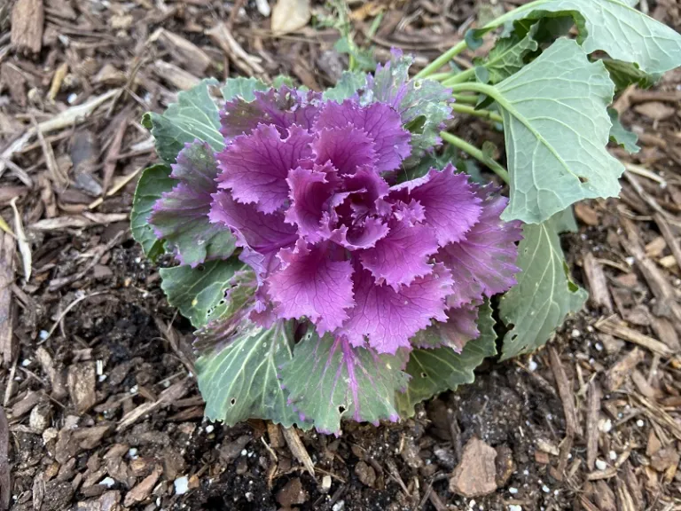 Brassica oleracea (Ornamental Cabbage And Kale Group) (Song Bird™ Mix) foliage