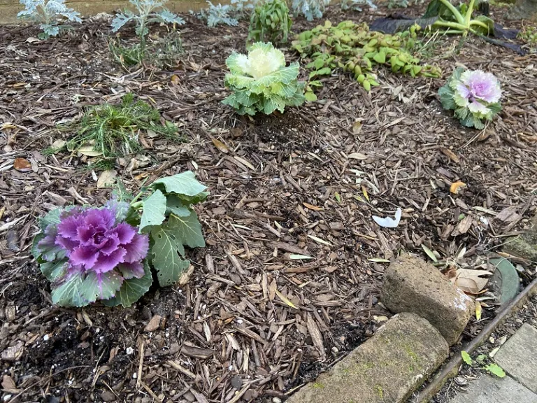 Brassica oleracea [Ornamental Cabbage And Kale Group] (Song Bird™ Mix) habit