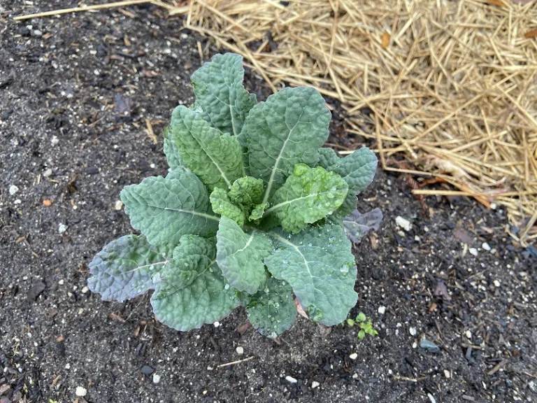 Brassica oleracea [Acephala Group] 'Lacinato' (Dinosaur) foliage