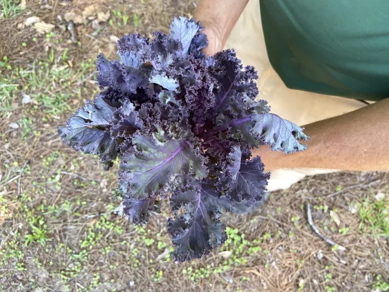 Brassica oleracea [Acephala Group] 'Scarlet' foliage