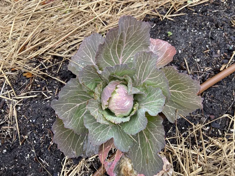 Brassica oleracea [Capitata Group] 'Golden Acre' foliage