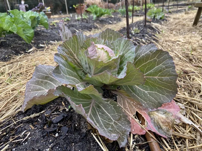 Brassica oleracea [Capitata Group] 'Golden Acre' habit