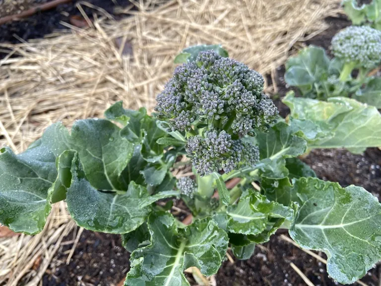 Brassica oleracea [Italica Group] 'Bonarda' flower buds or head