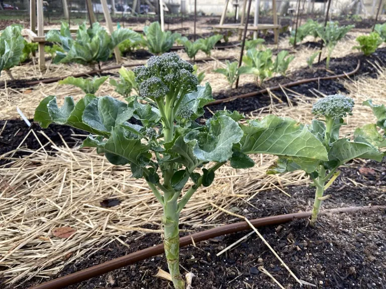 Brassica oleracea [Italica Group] 'Bonarda' habit