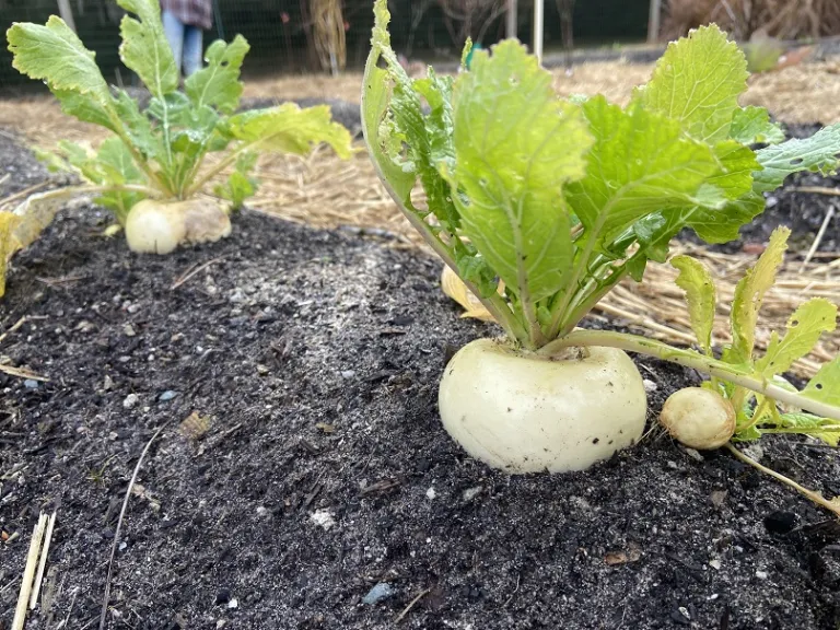Brassica rapa [Rapifera Group] 'Tokyo Market' habit