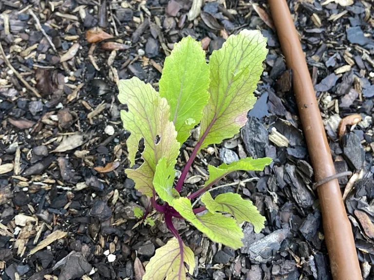 Brassica rapa [Asian Greens Group] 'Beni Houshi' foliage