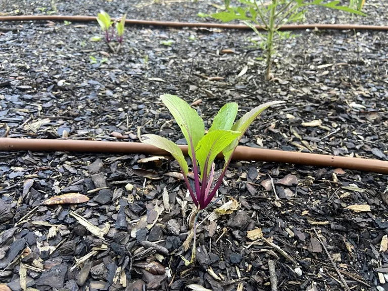 Brassica rapa [Asian Greens Group] 'Beni Houshi' habit