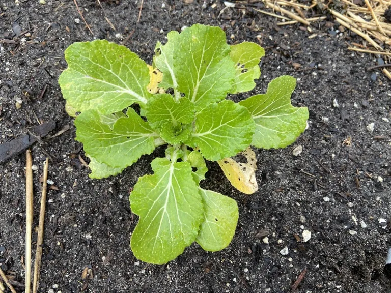 Brassica rapa [Chinensis Group] 'Prize Choi' foliage