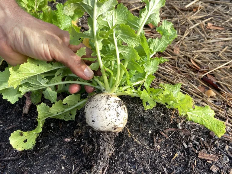 Brassica rapa [Rapifera Group] 'White Egg' root