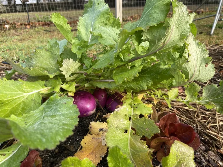 Brassica rapa [Rapifera Group] 'Purple Top White Globe' habit