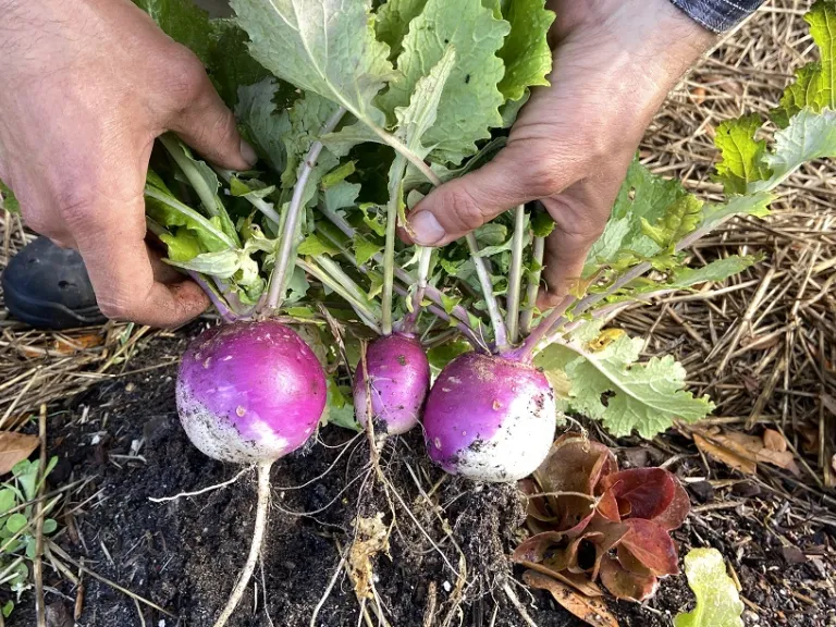 Brassica rapa [Rapifera Group] 'Purple Top White Globe' turnip roots