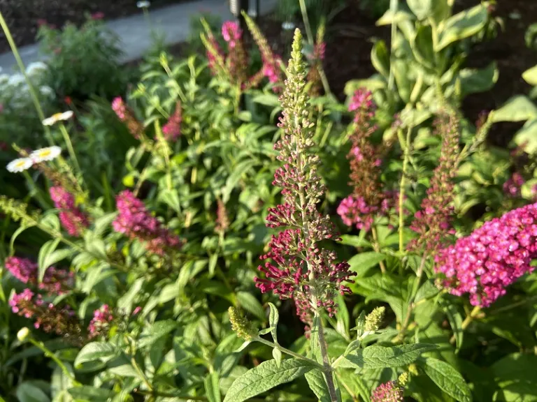 Buddleja 'Boscranz' (CranRazz™) flower buds