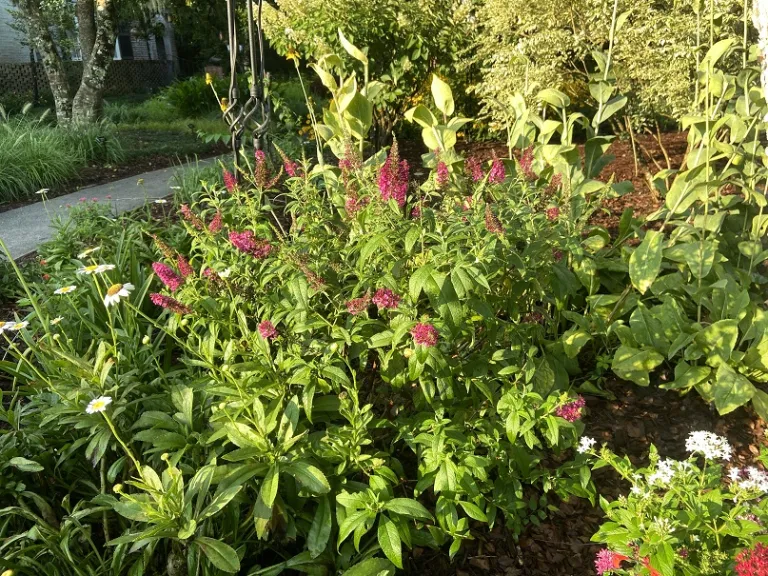 Buddleja 'Boscranz' (CranRazz™) flowering habit