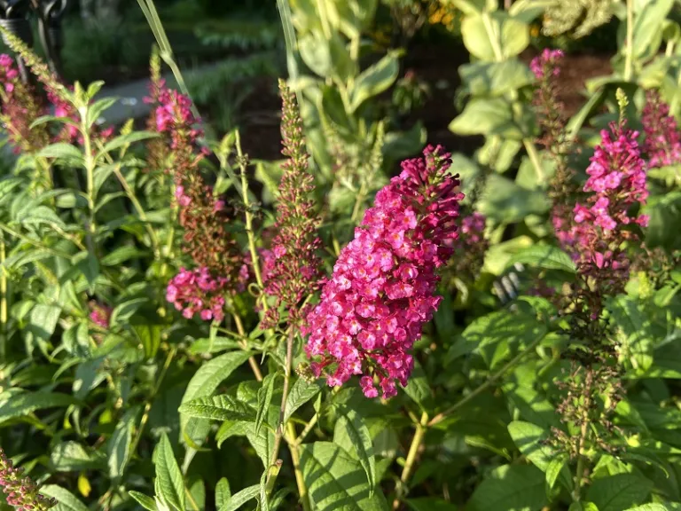 Buddleja 'Boscranz' (CranRazz™) flowers