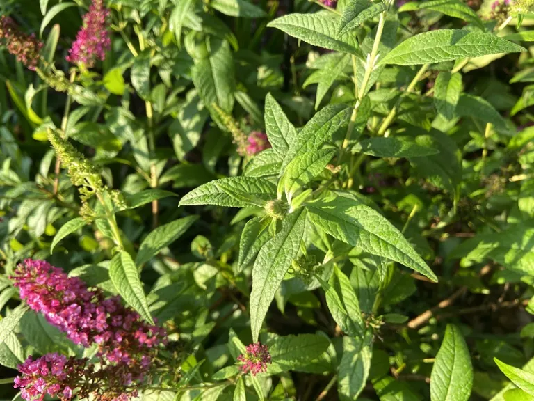 Buddleja 'Boscranz' (CranRazz™) foliage