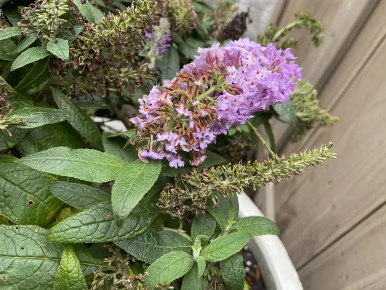 Buddleja 'SMNBDL' (Pugster® Amethyst) flower