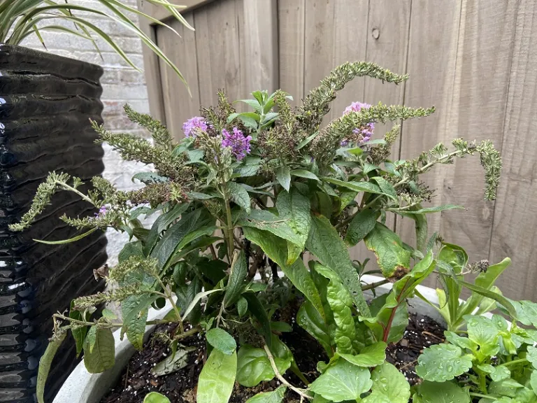 Buddleja 'SMNBDL' (Pugster® Amethyst) flowering habit