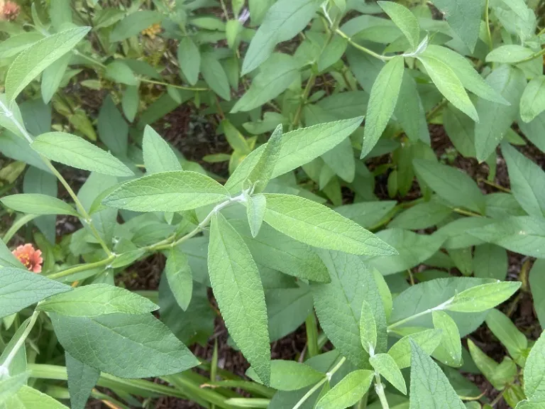 Buddleja × weyeriana 'Honeycomb' foliage