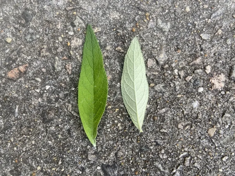 Buddleja × weyeriana 'Honeycomb' leaf front and back