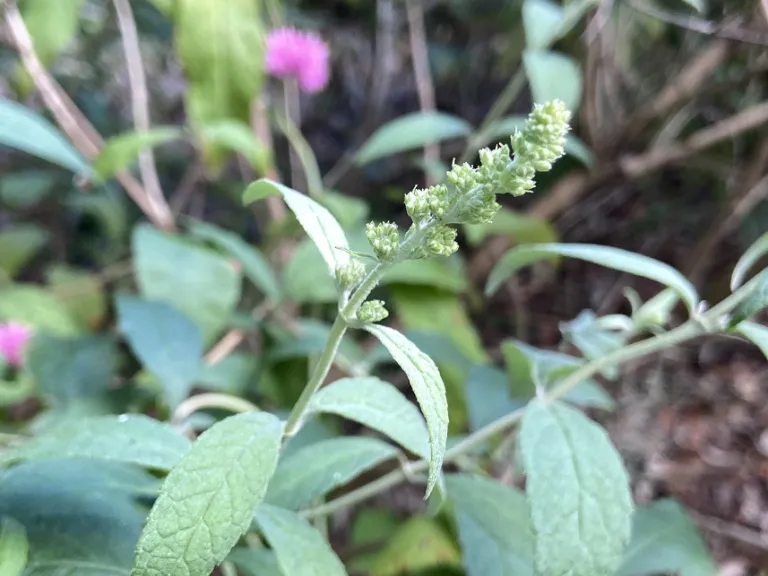 Buddleja davidii 'Tobudviole' (Buzz™ Purple) flower buds