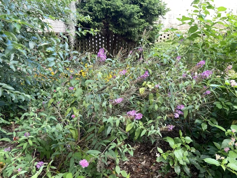 Buddleja davidii 'Tobudviole' (Buzz™ Purple) flowering habit