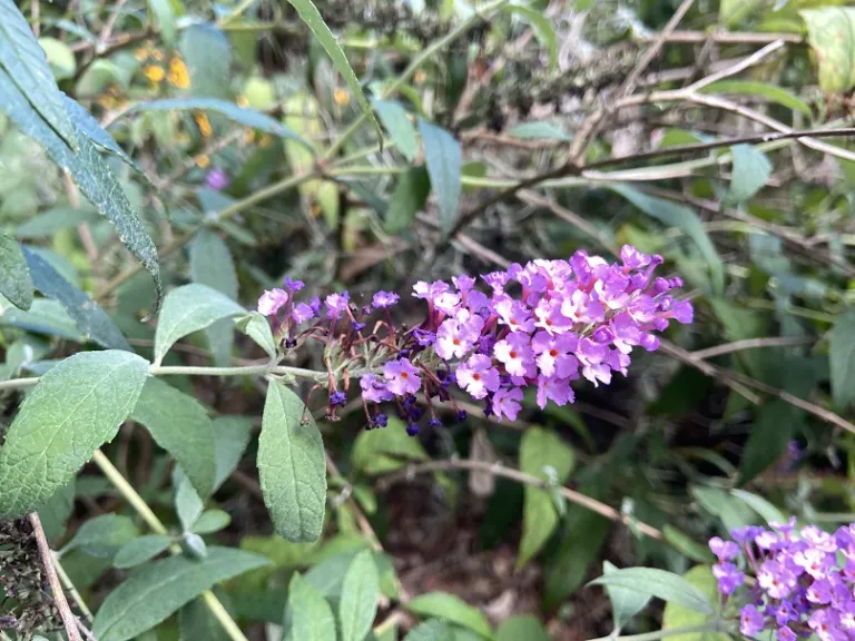 Buddleja davidii 'Tobudviole' (Buzz™ Purple) flowers