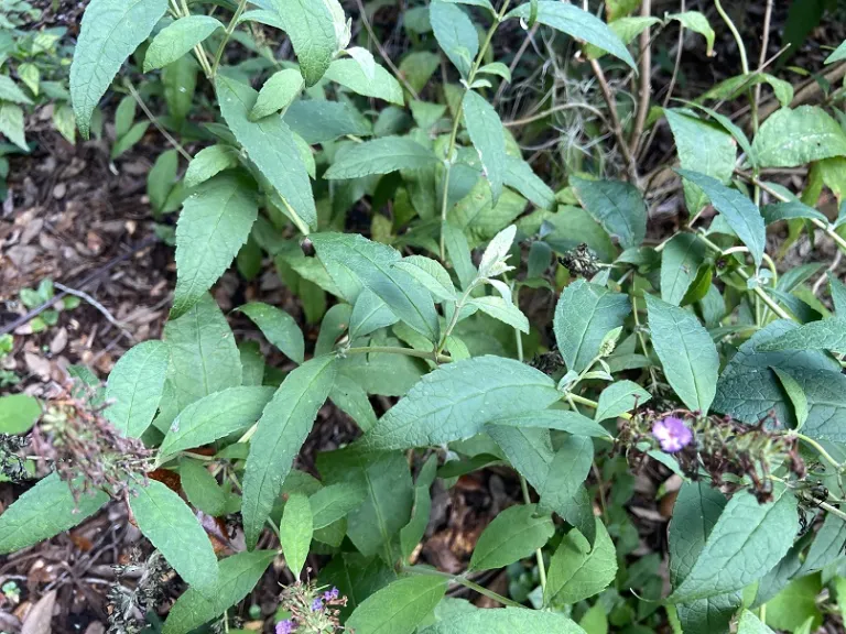 Buddleja davidii 'Tobudviole' (Buzz™ Purple) foliage