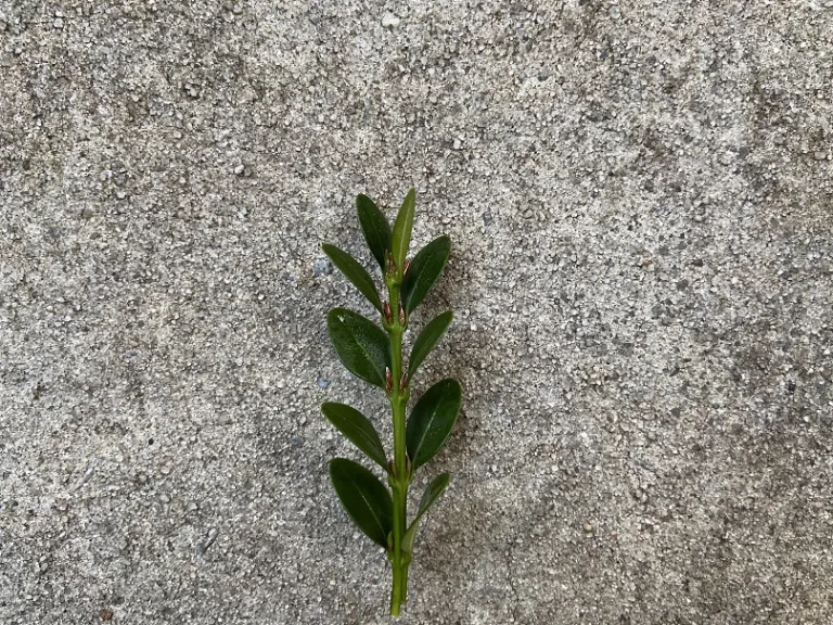 Buxus 'Green Mountain' stem